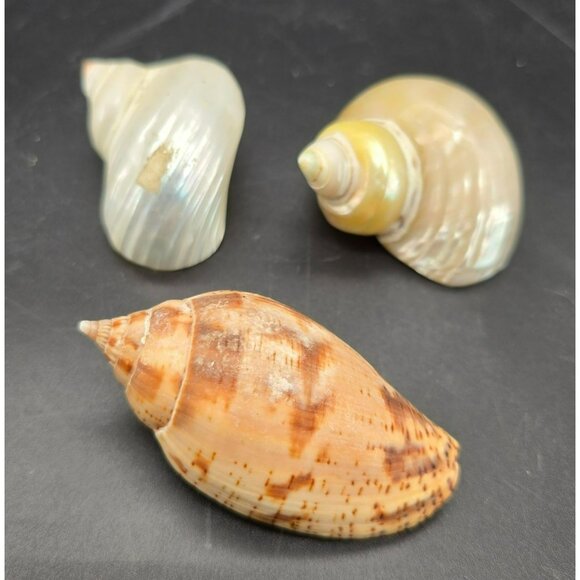 Natural Seashells Snail Hermit Crab Spiral Shells & Volute Cymbiola DH1363 - Picture 3 of 8